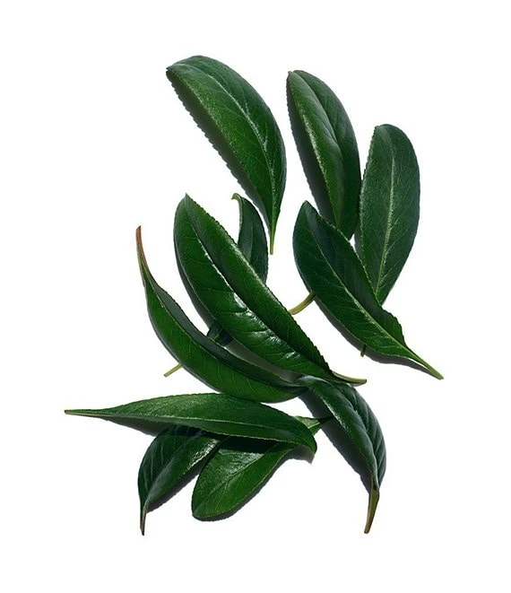 Clarins Body Fit Anti-Cellulite Contouring And Firming Expert 4 Clarins Body Fit Anti-Cellulite Contouring And Firming Expert - Afbeelding 2