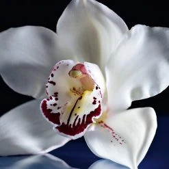 Guerlain Orchidee Imperiale The Imperial Oil 11 Guerlain Orchidee Imperiale The Imperial Oil -Bobbi Brown sales 05504193 05 ai