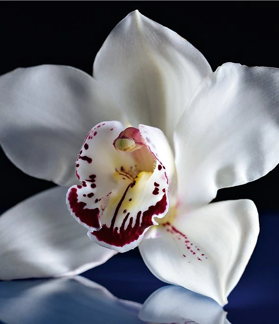 Guerlain Orchidee Imperiale The Imperial Oil 6 Guerlain Orchidee Imperiale The Imperial Oil - Afbeelding 4