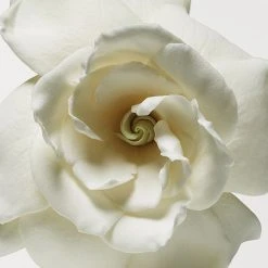 Donna Karan Cashmere Mist The Body Lotion 12 Donna Karan Cashmere Mist The Body Lotion -Bobbi Brown sales 20255991 02 ai