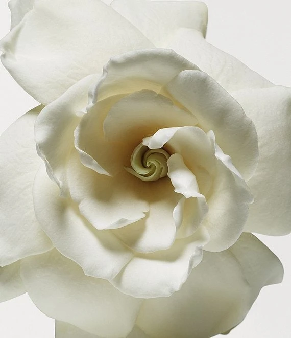 Donna Karan Cashmere Mist The Body Lotion 7 Donna Karan Cashmere Mist The Body Lotion - Afbeelding 5